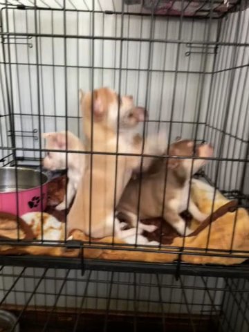 Chihuahua puppies in Urbana, Ohio