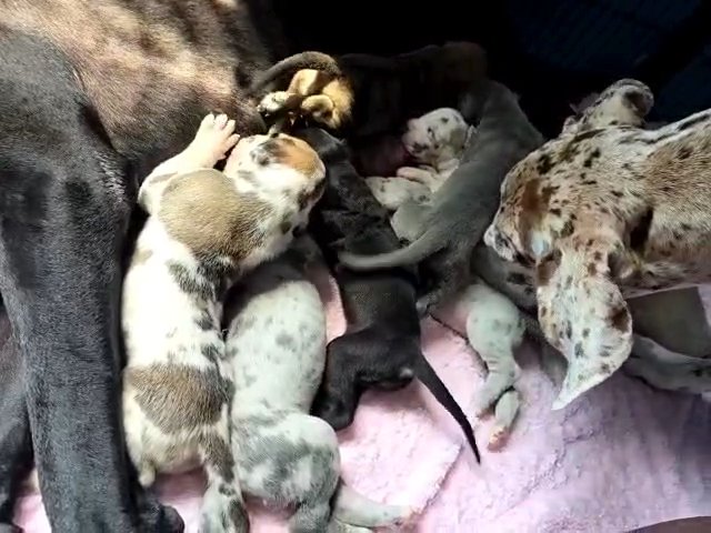 Great dane puppies in North Lauderdale, Florida