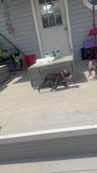 Lab Mix pit Puppies in Gloucester City, New Jersey