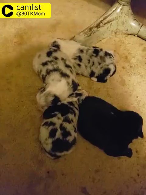 Female Australian Shepherd in Wichita, Kansas