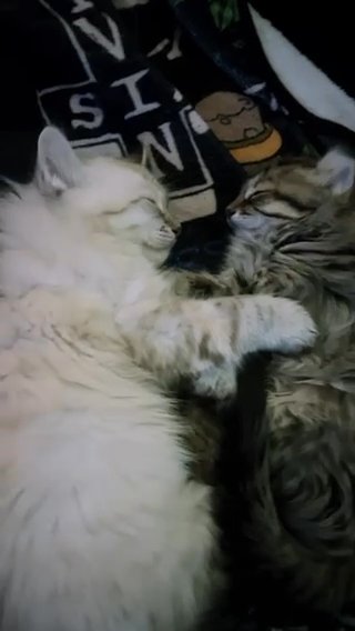 F3 SavannahLynx Kittens in Las Vegas, Nevada