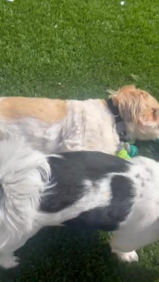 Shih Tzu in Phoenix, Arizona