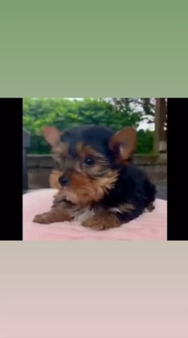 Tiny Teacup Yorkies in Euclid, Ohio