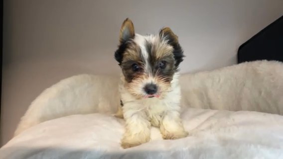 Paisley in Savannah, Georgia