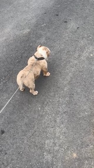 Male Merle Bully in Bethlehem, Pennsylvania
