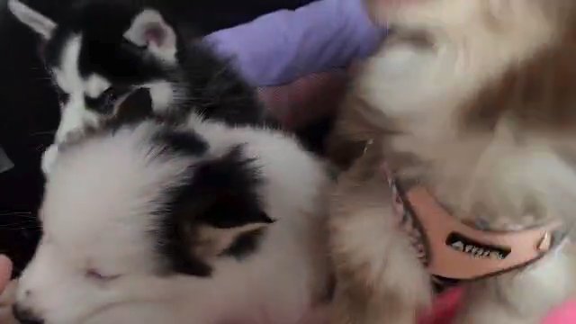 Toy & Mini Pomsky Puppies Girls & Boy in Gastonia, North Carolina