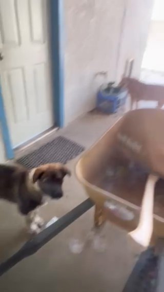 Puppy For Sale. in Hesperia, California