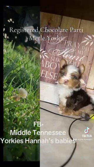 Choco Parti Merle Yorkie in Cookeville, Tennessee