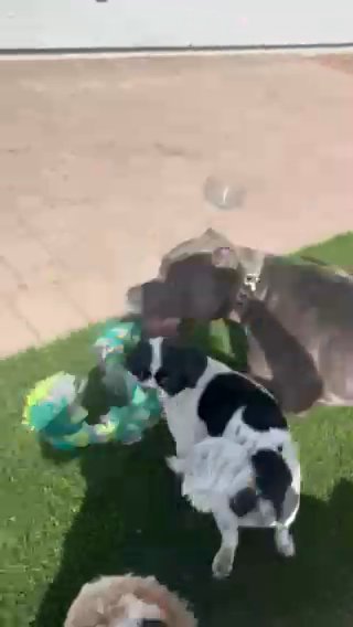 Shih Tzu Puppies In Need Of New Home in Phoenix, Arizona