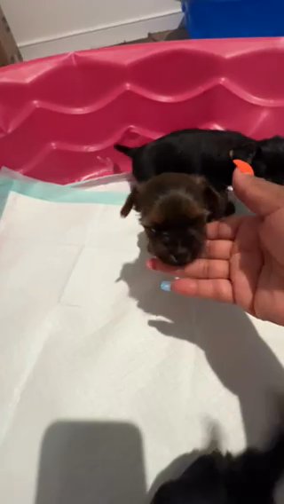 Yorkies in Richmond, Virginia