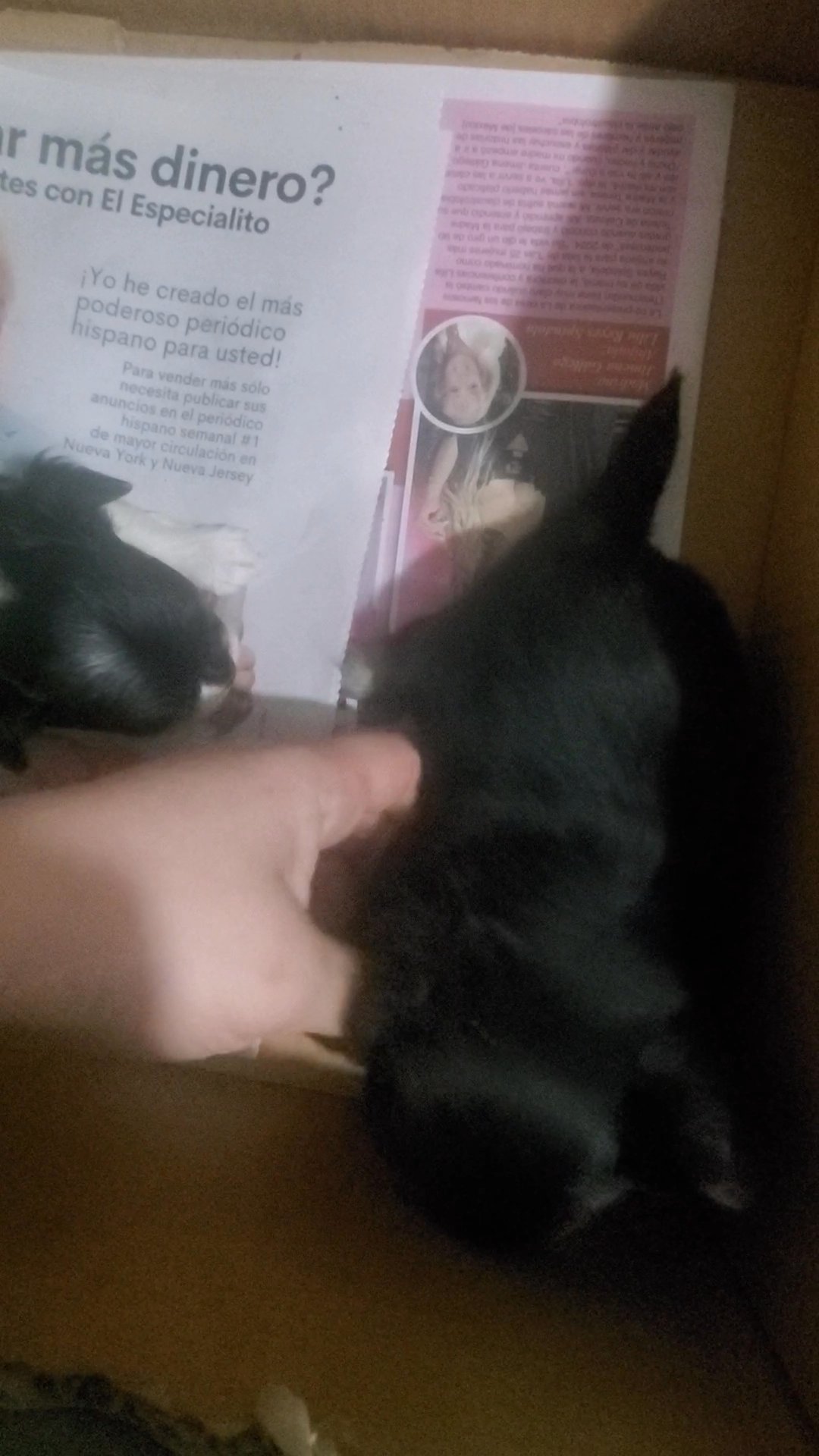 BOYS $1800 PUREBRED  NYC in New York City, New York