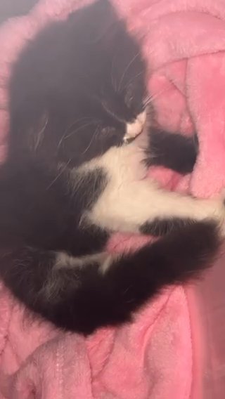 Kitten Needs New Home in Hyattsville, Maryland