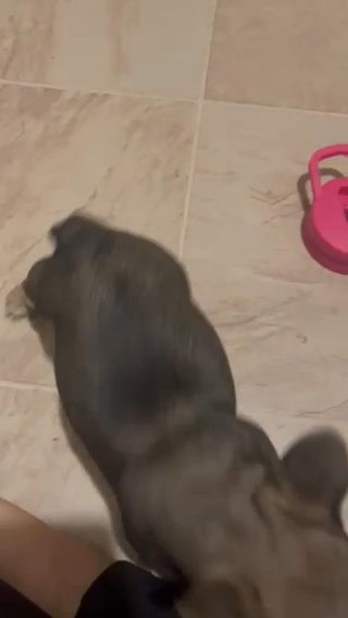 AKC Female Sable With Tan Points in Cape Girardeau, Missouri