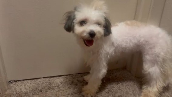 Maltese in Houston, Texas