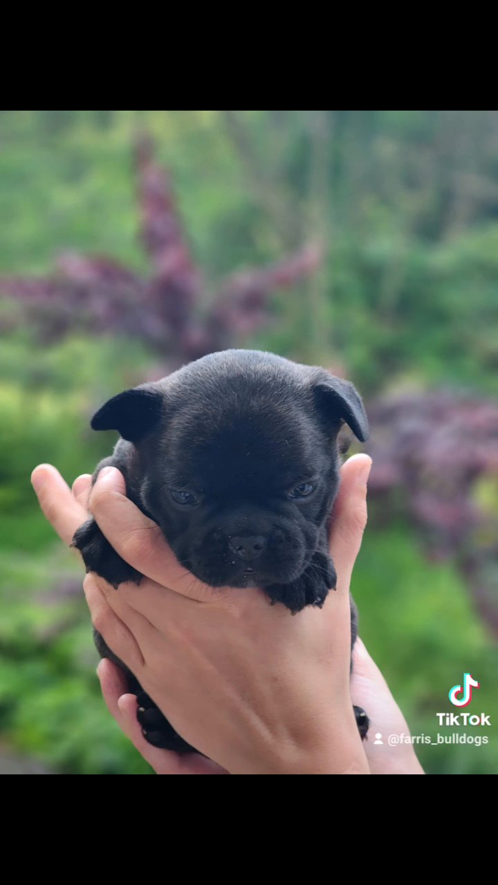 Fluffy Carrier Male French Bulldog in Somerset, Kentucky