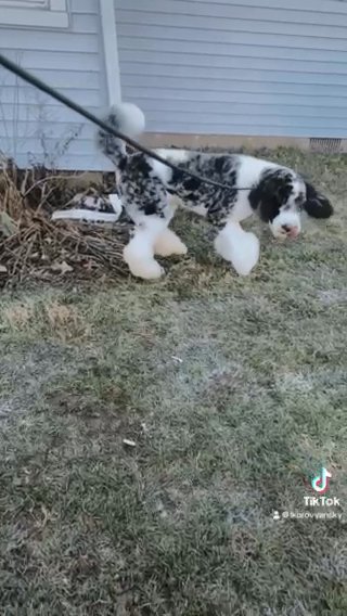Akc merle standard Poodle Puppies COMING SOON in Indianapolis, Indiana