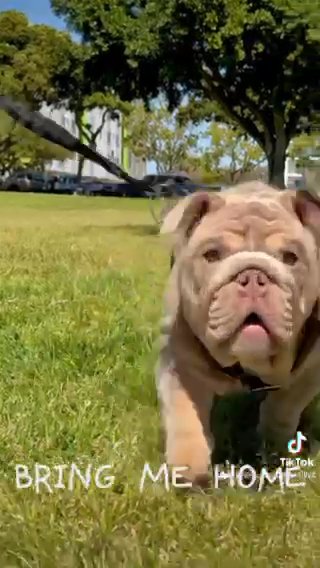 English Bulldog in San Diego, California