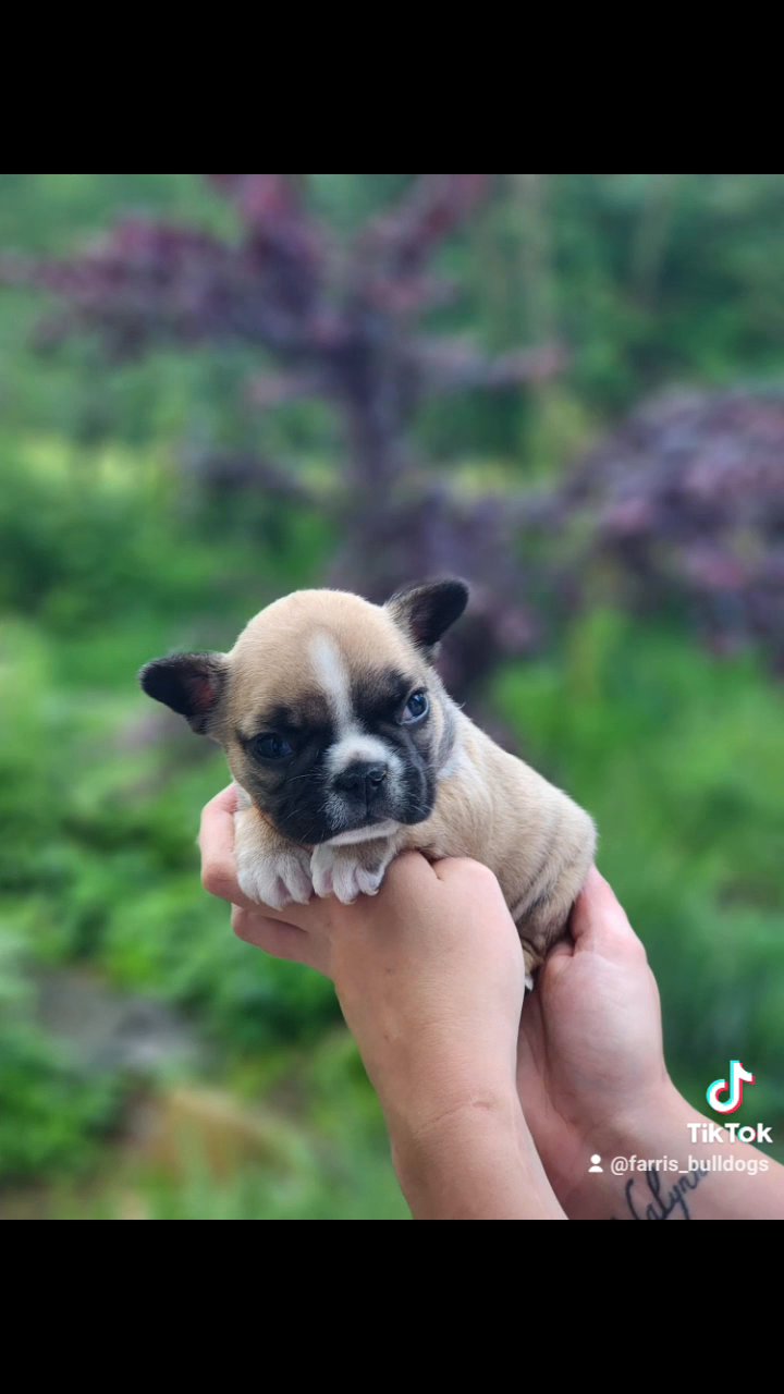 Female Fluffy Carrier Frenchie in Somerset, Kentucky