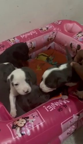 Need To Rehome puppies Asap in Indianapolis, Indiana