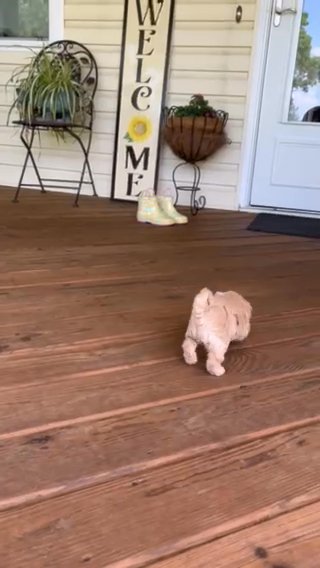 Adorable multi poo puppies in Springfield, Missouri