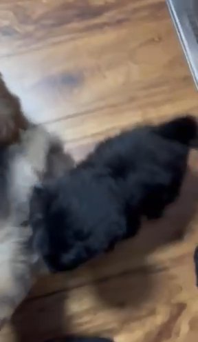 Pomenarian-Poochon Mix in Portage, Michigan