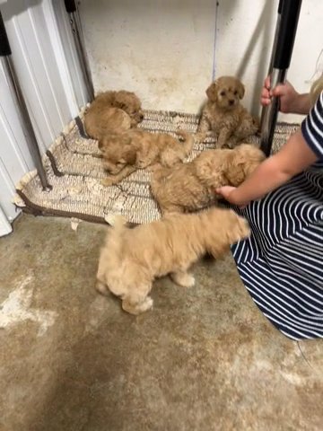 Play Time in Springfield, Missouri