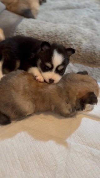 Pomskies in Vancouver, Washington