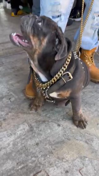 Adult Male English Bulldog in Stockton, California