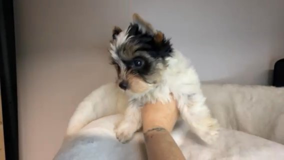 Pixie in Savannah, Georgia