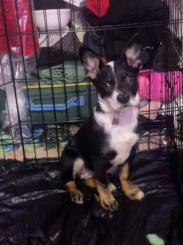 Chihuahua/ heeler mix puppy in Philadelphia, Pennsylvania