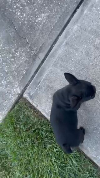 French Bulldog- Male- Black Trindle in Savannah, Georgia