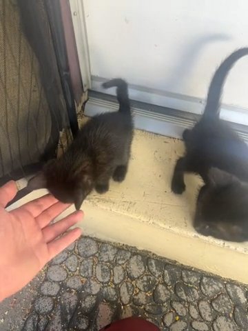 3 Black Tabbies in San Bernardino, California