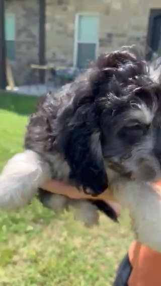 F1b Female Cockapoo in Jonesboro, Arkansas
