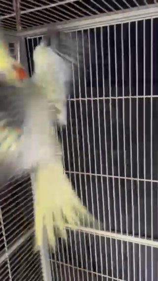 4 Cockatoos With Cage in Miami, Florida