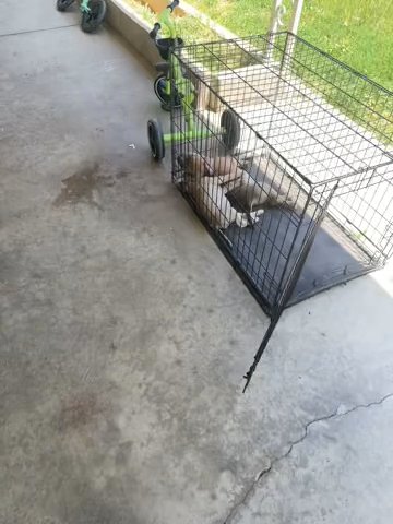 Free in Perris, California