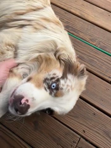 Papered Australian Shepherd in Kansas City, Kansas