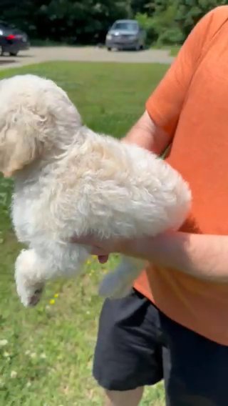 Male Cockapoo in Jonesboro, Arkansas