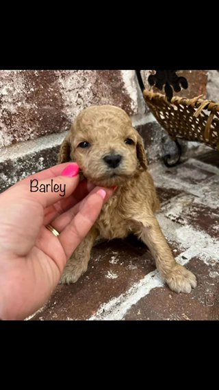 Daffodil F1bb Toy Goldendoodle in Corinth, Mississippi