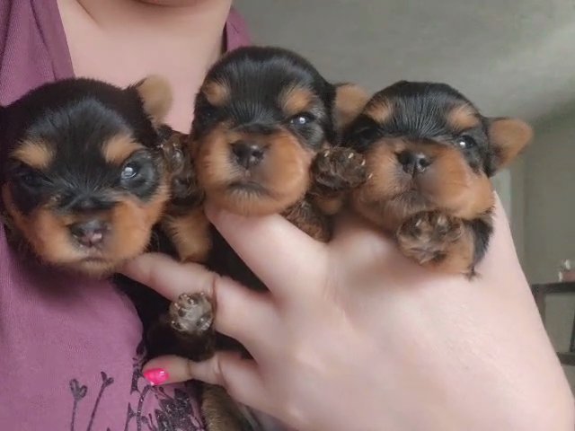 akc babydoll yorkies in Charleston, West Virginia