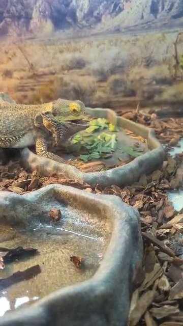Bearded dragon in Mansfield, Ohio