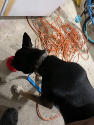 Husky mix for sale in Macomb, Michigan