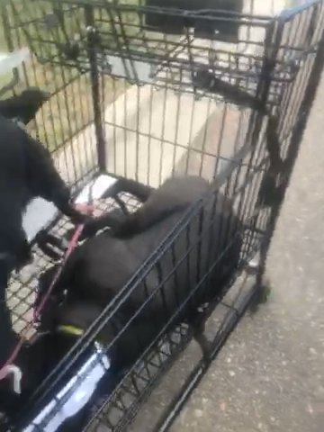 Dora And Midnight in Greeley, Colorado