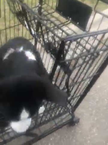 Midnight And Dora in Greeley, Colorado