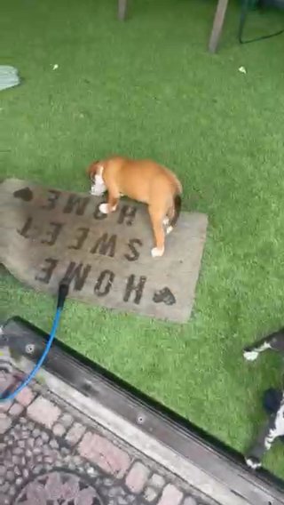 Merle Pup in Middleburg, Florida