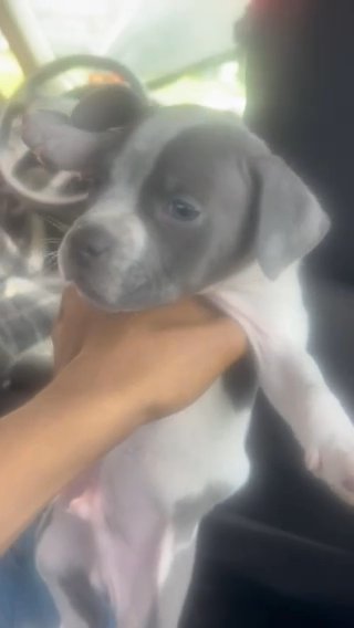 Batman Pure Bred American Pocket Bully in Burlington (Township), New Jersey