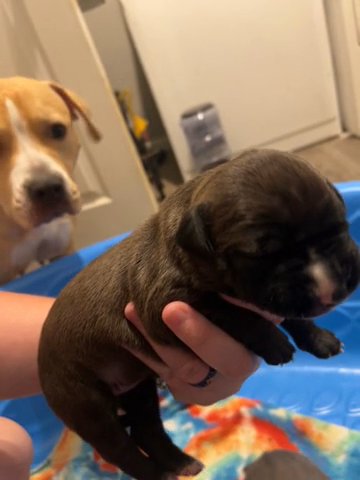 Female Pitbull puppies in Springfield, Illinois
