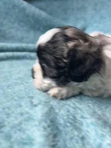 Shichon Boys - 4 Weeks? MOTHERS DAY PRICE DROP ? in Coconut Creek, Florida