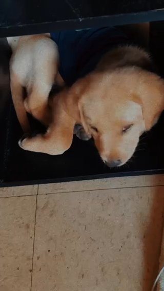 Full Blooded Lab in Tuscaloosa, Alabama
