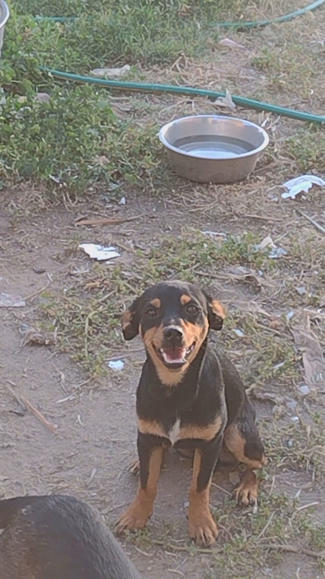 Chihuahua mix in Fresno, California