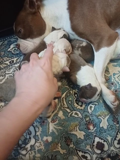 CKC Lilac Boston Terrier in Anniston, Alabama